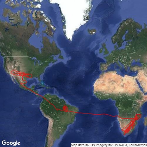 2017 Africanized Honey Bees Florida - CKbnPFINJ2 Thumb 500x500 